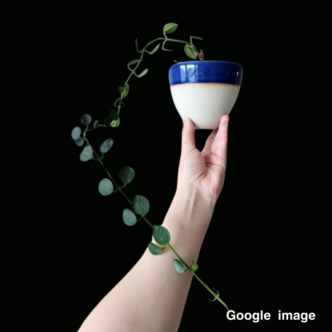 Hoya Lithyhoptica (Sp.Umpang) (Large) PRE-ORDER-JULY337