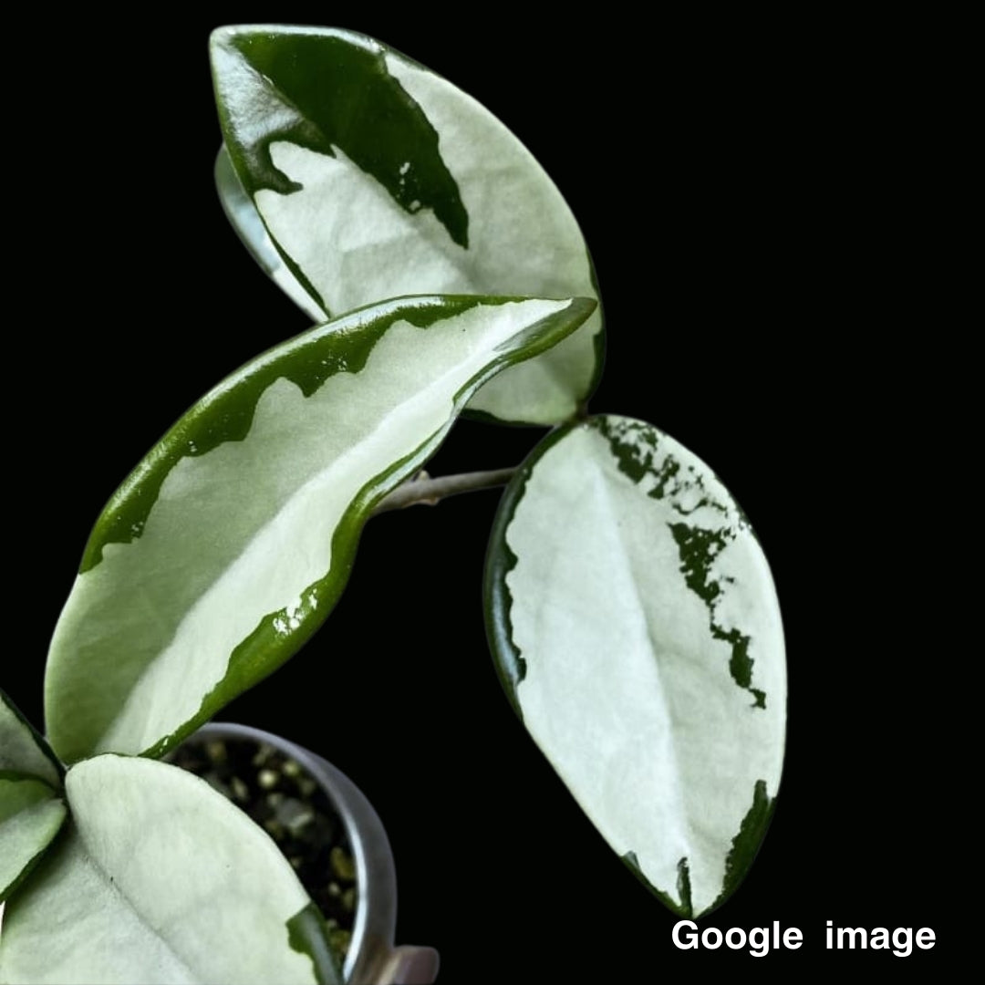 Hoya AH074 Silver (Medium-Large) PRE-ORDER-JULY031