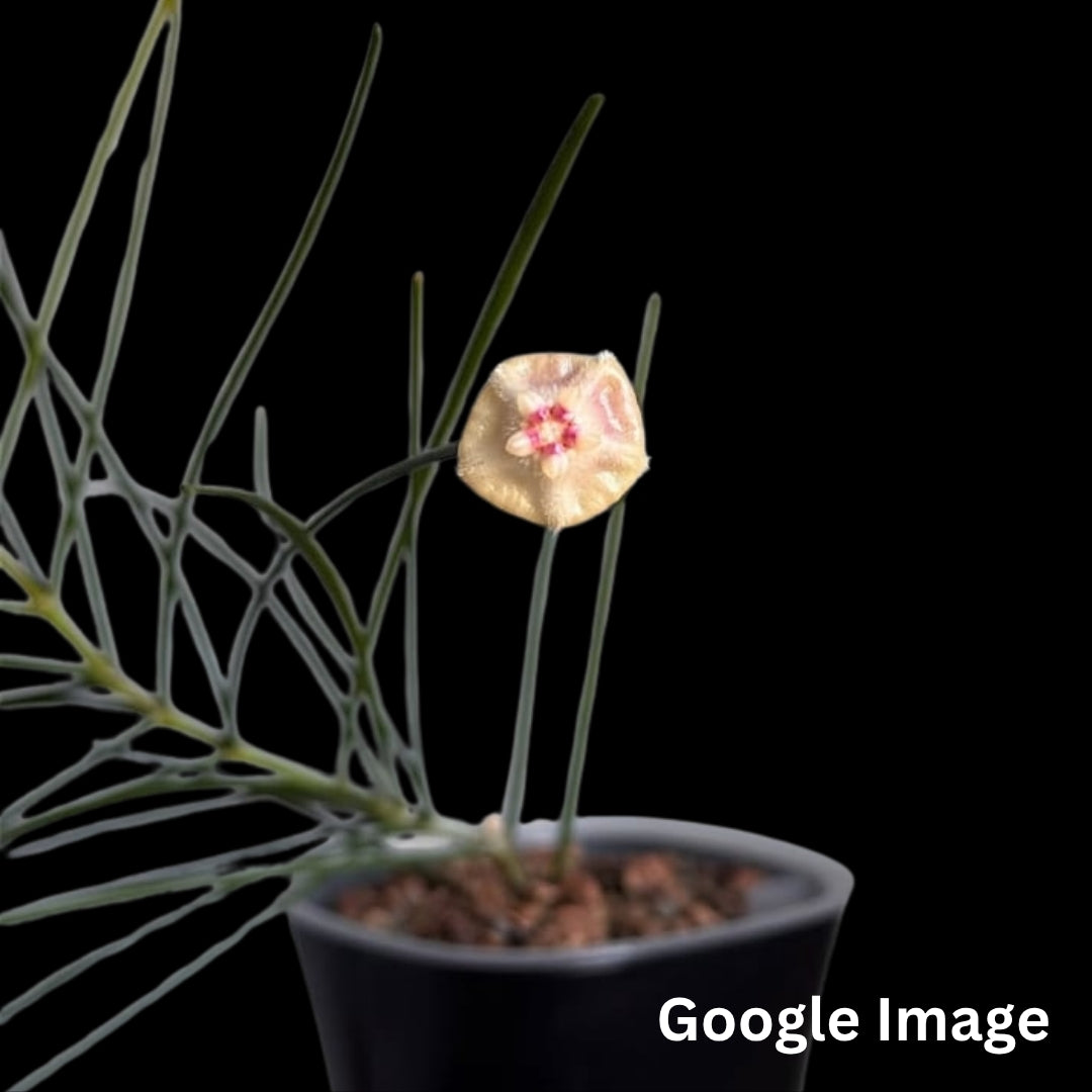 Hoya Aff. Spartioides (Small) PRE-ORDER-JULY023