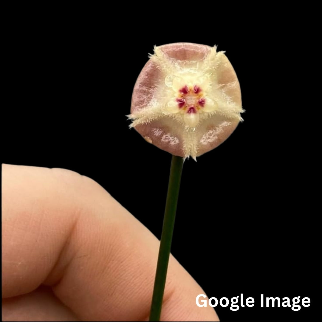 Hoya Aff. Spartioides (Small) PRE-ORDER-JULY023