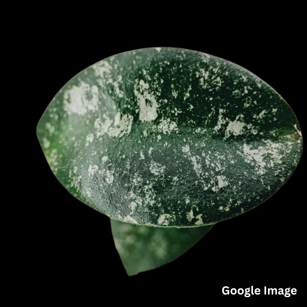 Hoya Honglenae (Large) PRE-ORDER-JULY241