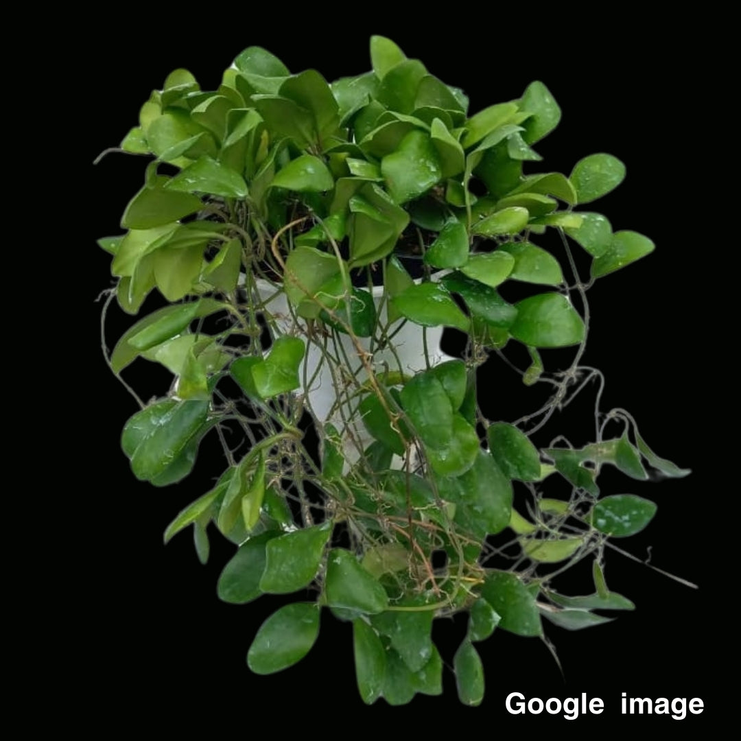 Hoya Lucardenasiana (Large) PRE-ORDER-JULY343