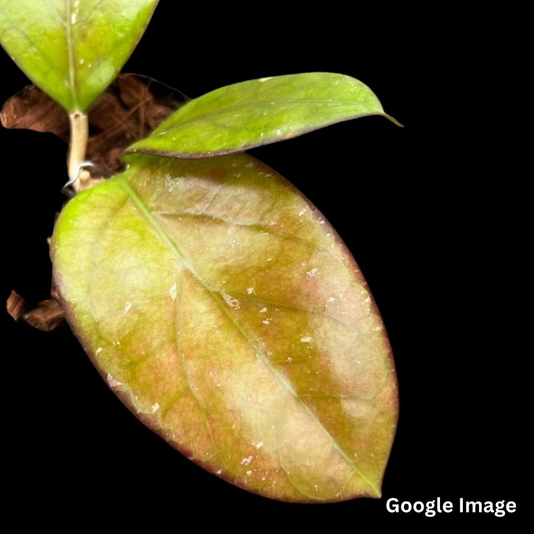 Hoya Hybrid (Vitellina x Finlaysonii) (Large) PRE-ORDER-JULY242