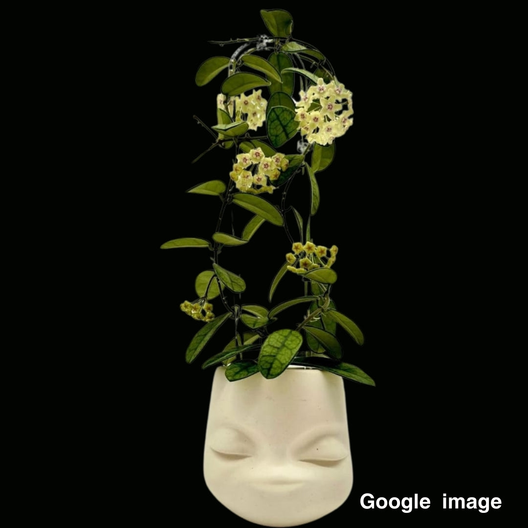 Hoya Lyi NOID Small (PRE-ORDER)-JULY243