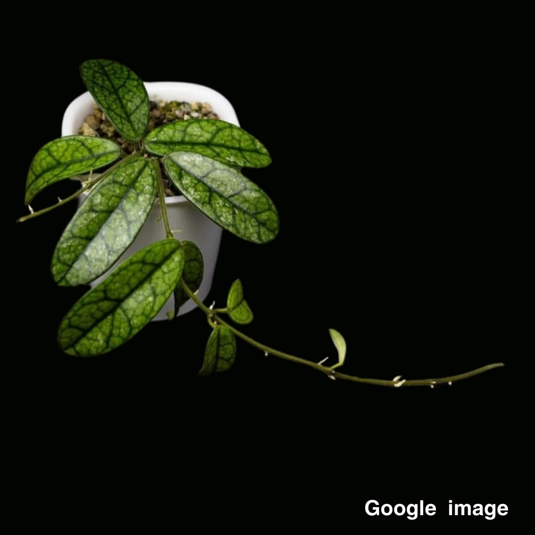 Hoya Lyi NOID Small (PRE-ORDER)-JULY243