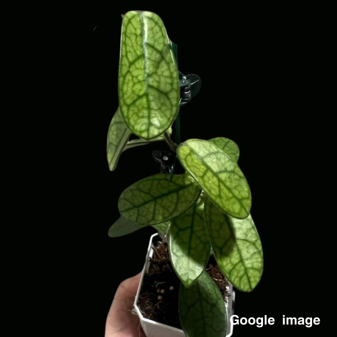 Hoya Lyi NOID Small (PRE-ORDER)-JULY243