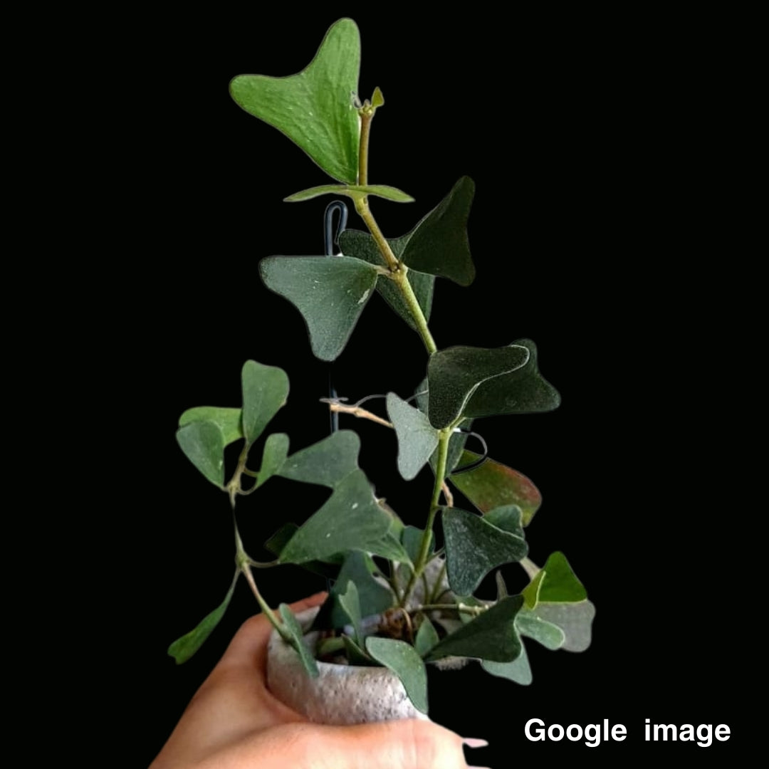 Hoya Manipurensis Large (PRE-ORDER)-JULY248