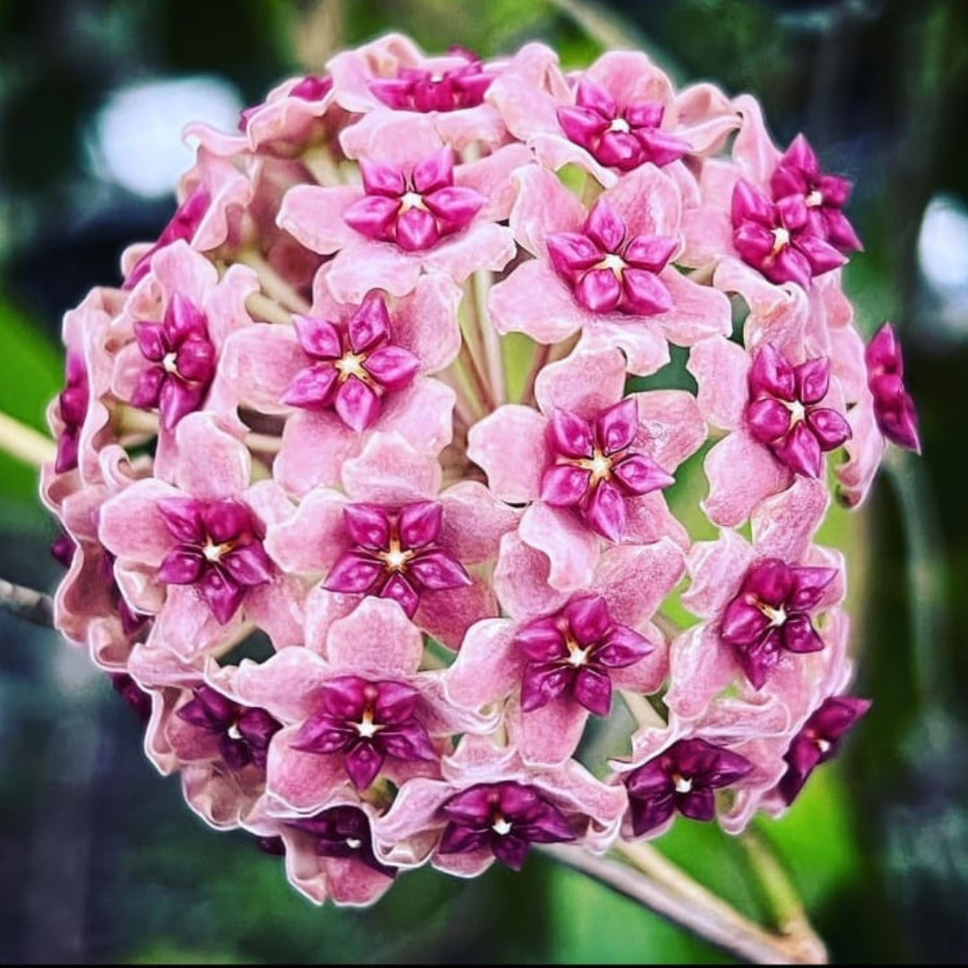 Hoya Aldrichii (Large) PRE-ORDER-JULY044
