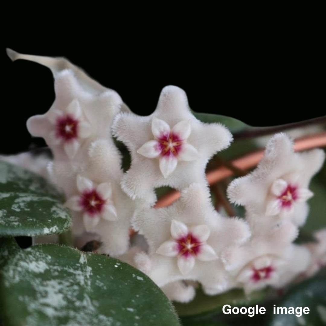 Hoya Mathilde Splash (Large) PRE-ORDER-JULY359