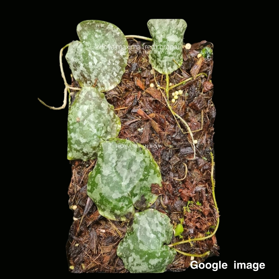 Hoya Maxima Large (PRE-ORDER)-JULY255