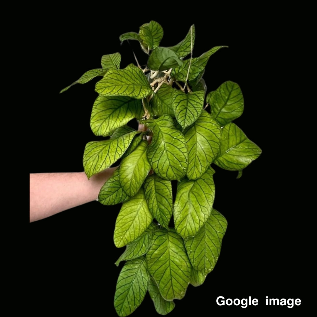 Hoya Meredithii Indonesia (Small) PRE-ORDER-JULY370