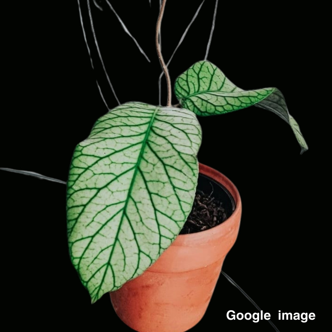 Hoya Meredithii Indonesia (Small) PRE-ORDER-JULY370