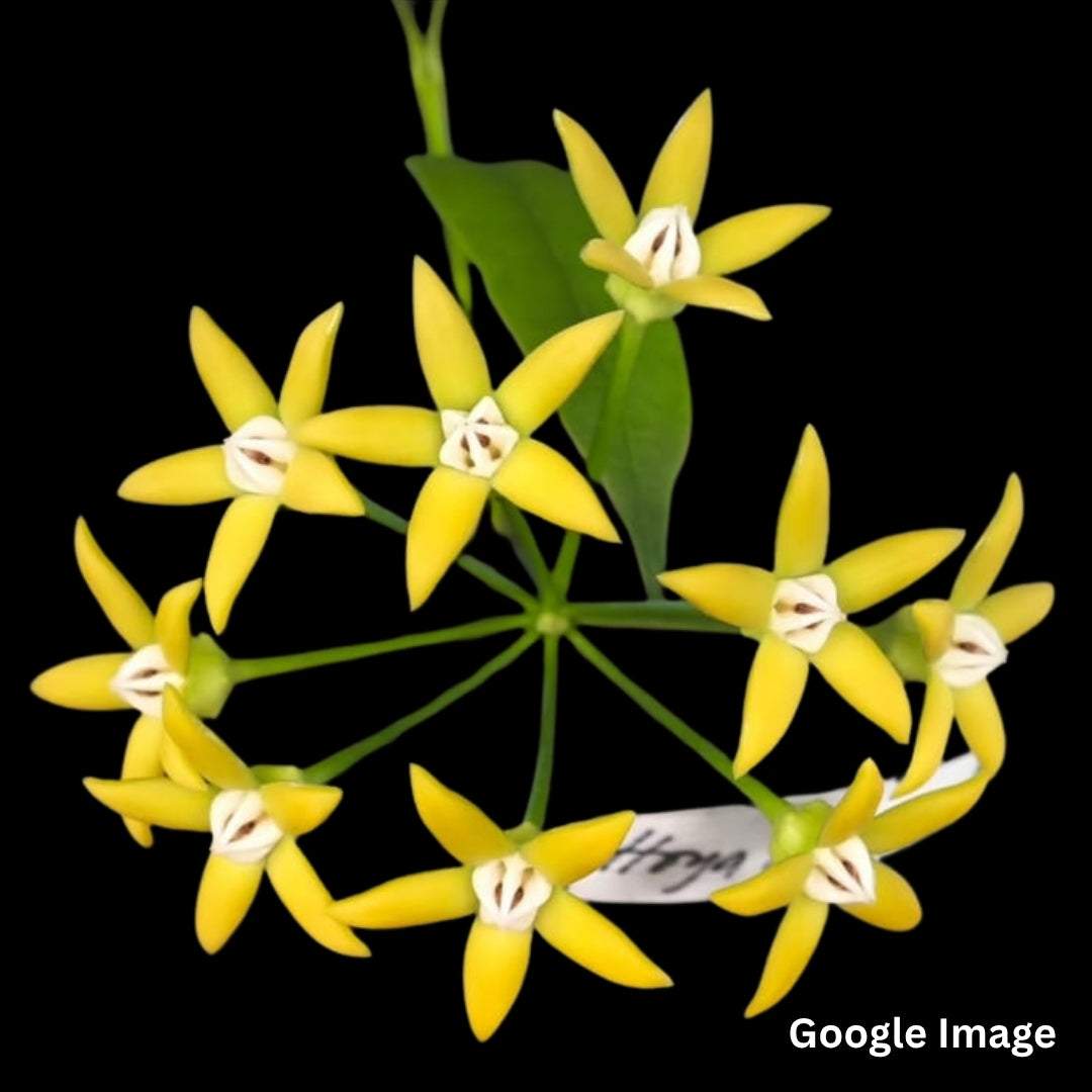 Hoya Irisiae (Large) PRE-ORDER-JULY263