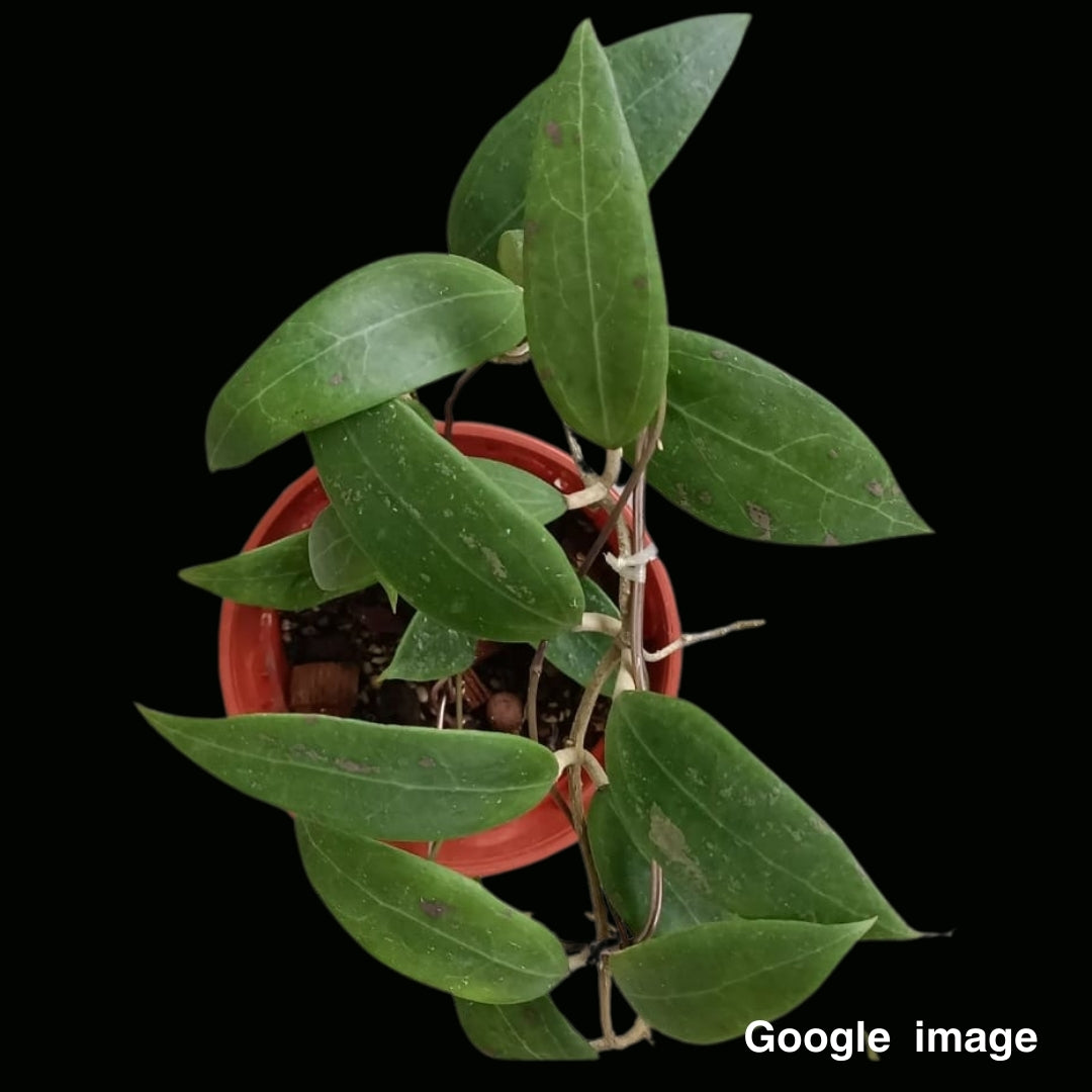 Hoya Miari Jaya58 (Large) PRE-ORDER-JULY374