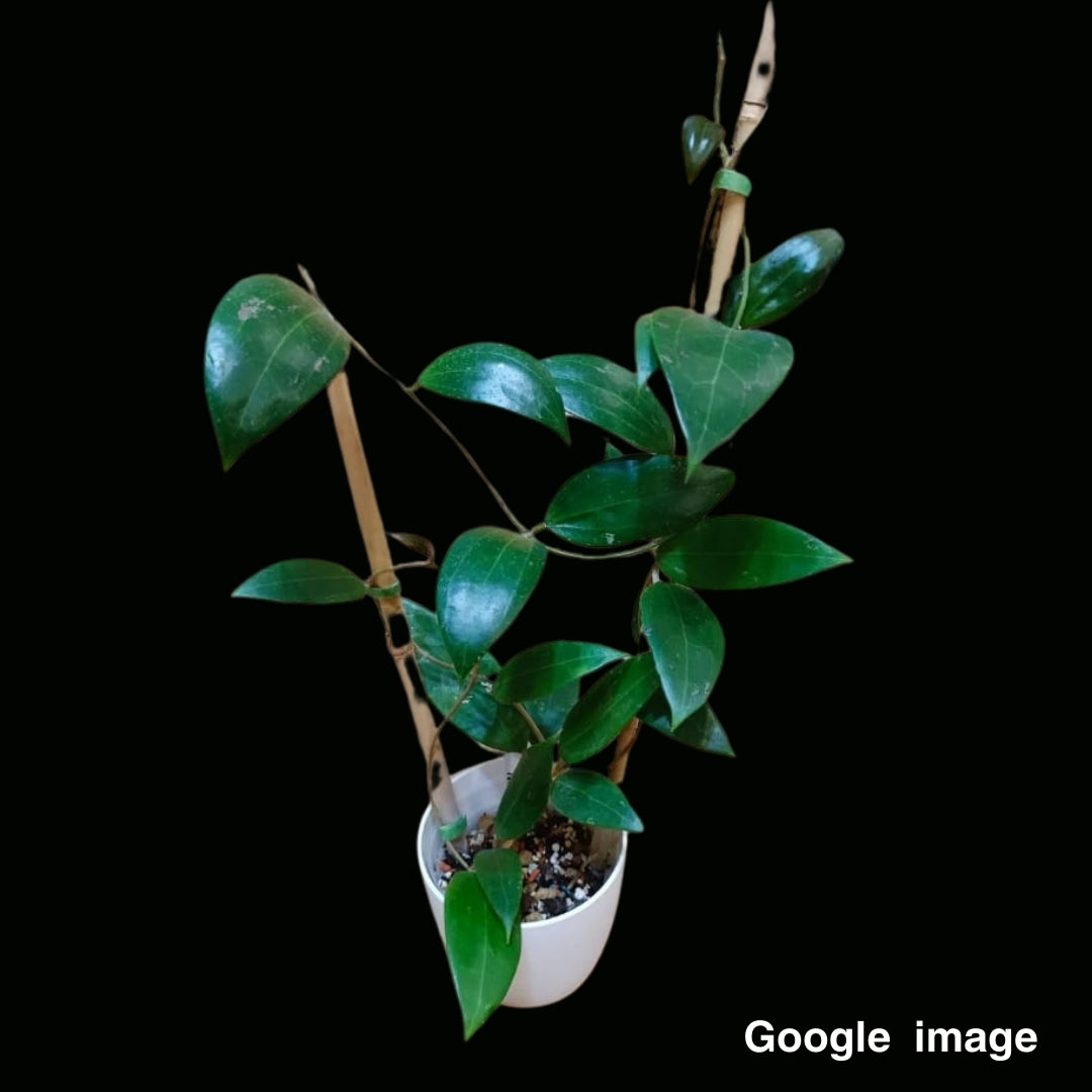 Hoya Miari Jaya58 (Large) PRE-ORDER-JULY374