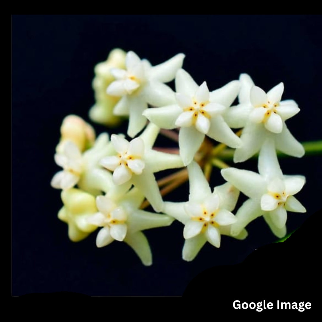 Hoya Cagayagensis (Large) PRE-ORDER-JULY267