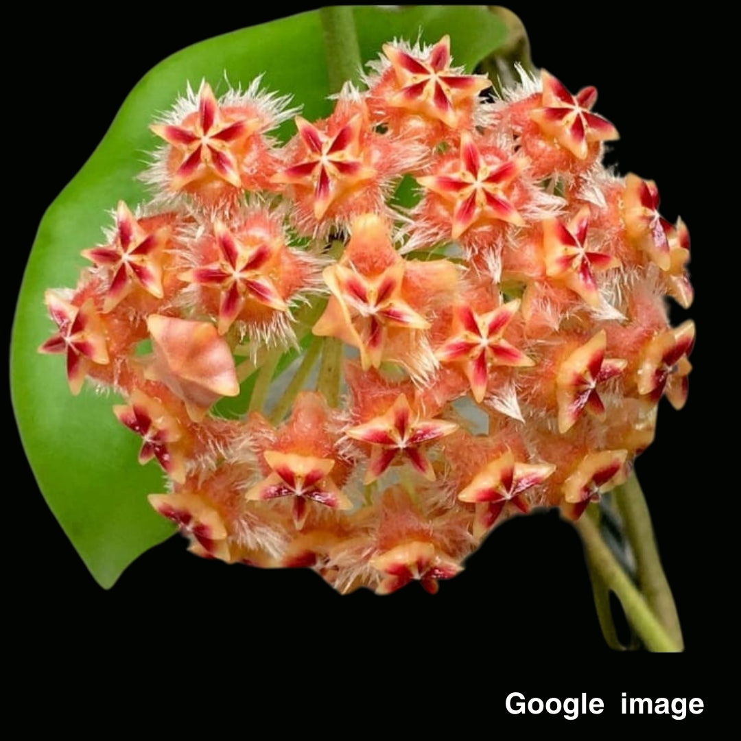 Hoya Mindorensis Lilac (Large) PRE-ORDER-JULY377
