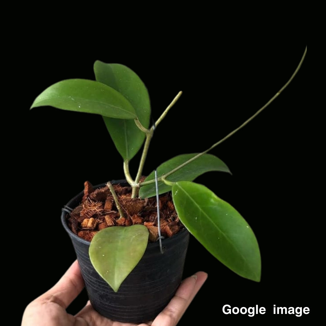 Hoya Mindorensis Lilac (Large) PRE-ORDER-JULY377