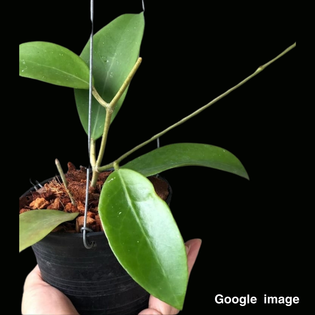 Hoya Mindorensis Lilac (Large) PRE-ORDER-JULY377