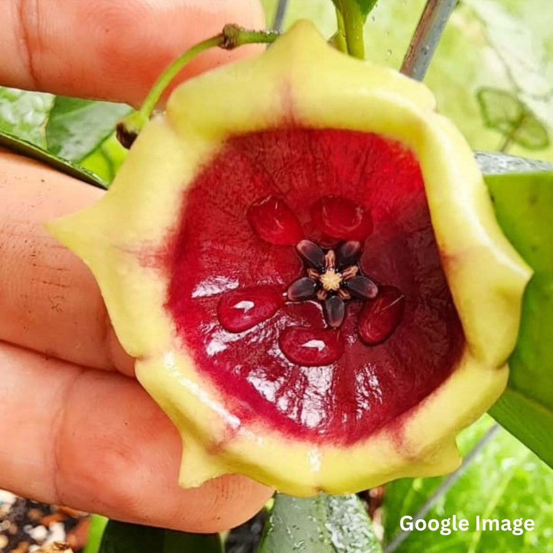 Hoya kalimantan02 (Large) PRE-ORDER-JULY272