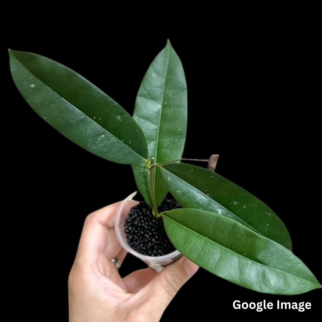 Hoya kalimantan02 (Large) PRE-ORDER-JULY272