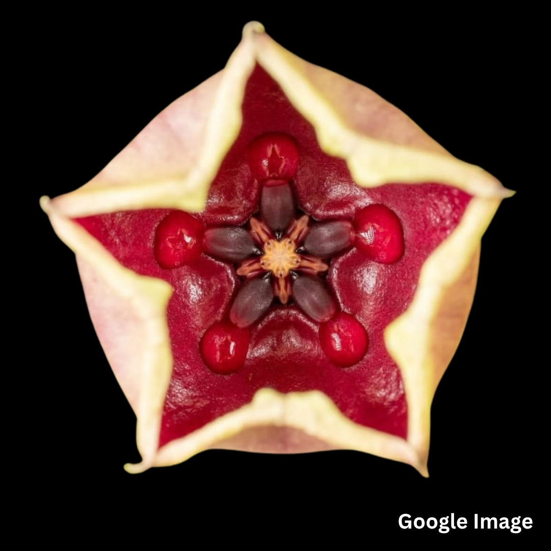 Hoya kalimantan02 (Large) PRE-ORDER-JULY272