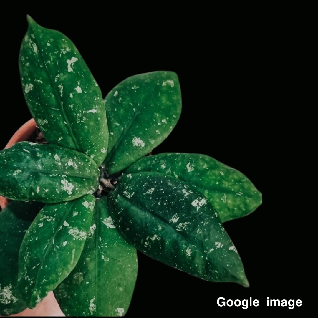 Hoya Mitrata (Large) PRE-ORDER-JULY386