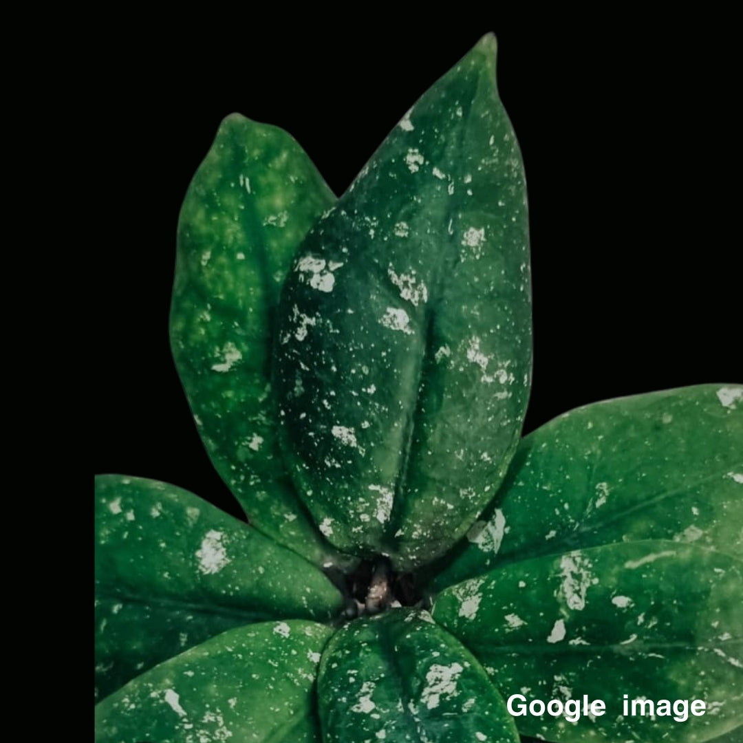 Hoya Mitrata (Large) PRE-ORDER-JULY386