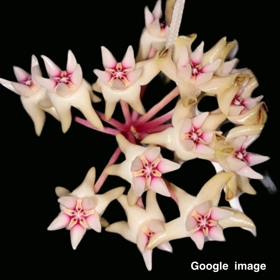 Hoya Mitrata (Large) PRE-ORDER-JULY386