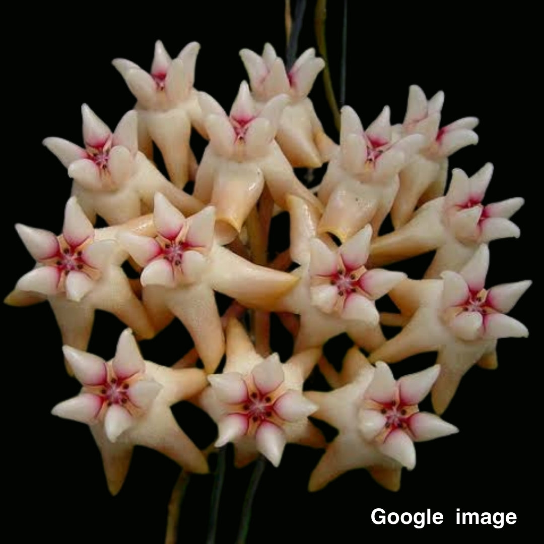 Hoya Mitrata AP1170 (Large) PRE-ORDER-JULY387
