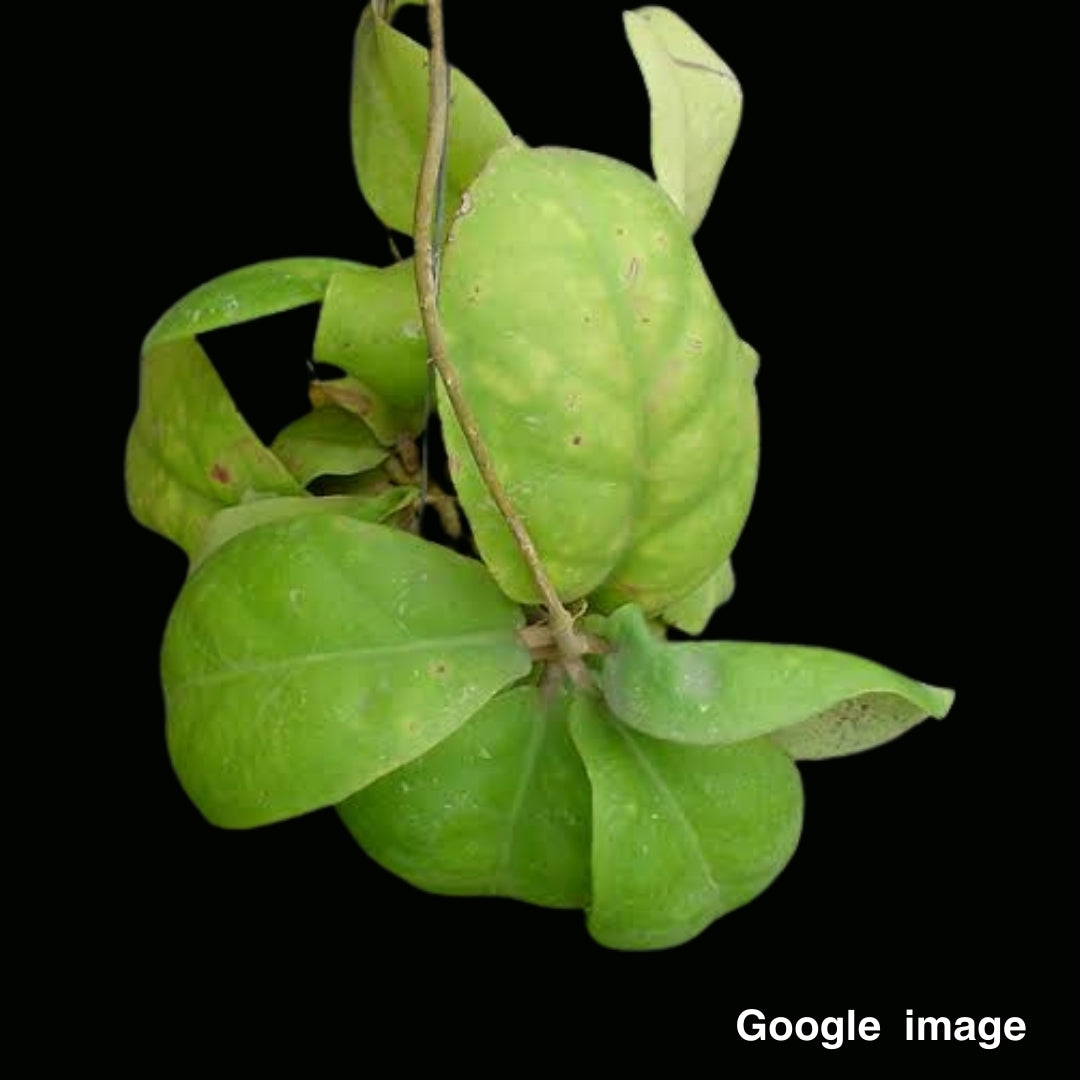 Hoya Mitrata AP1170 (Large) PRE-ORDER-JULY387