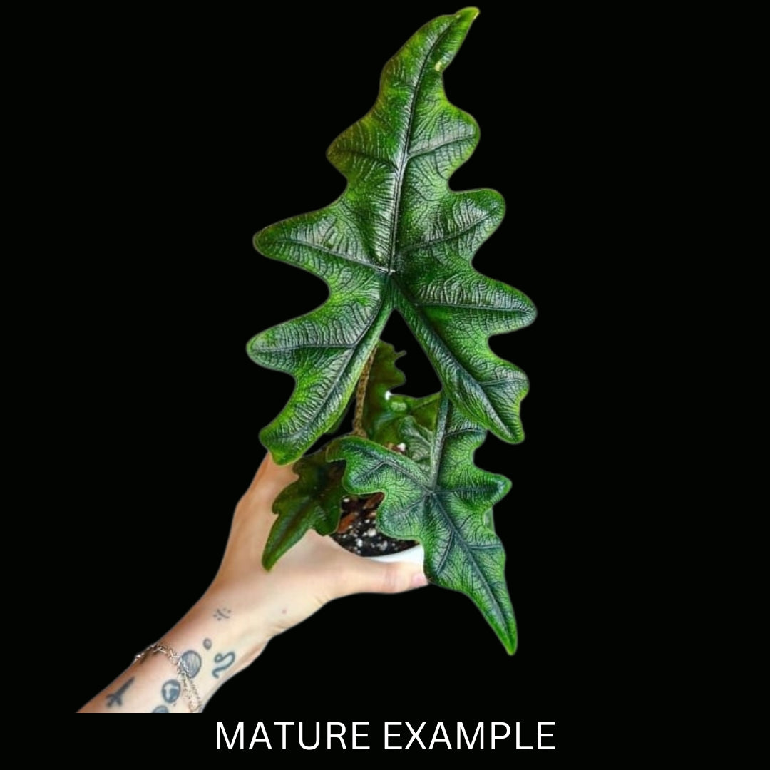 Alocasia Jacklyn (5 Plantlets) Tissue Culture (PRE-ORDER)-TC029