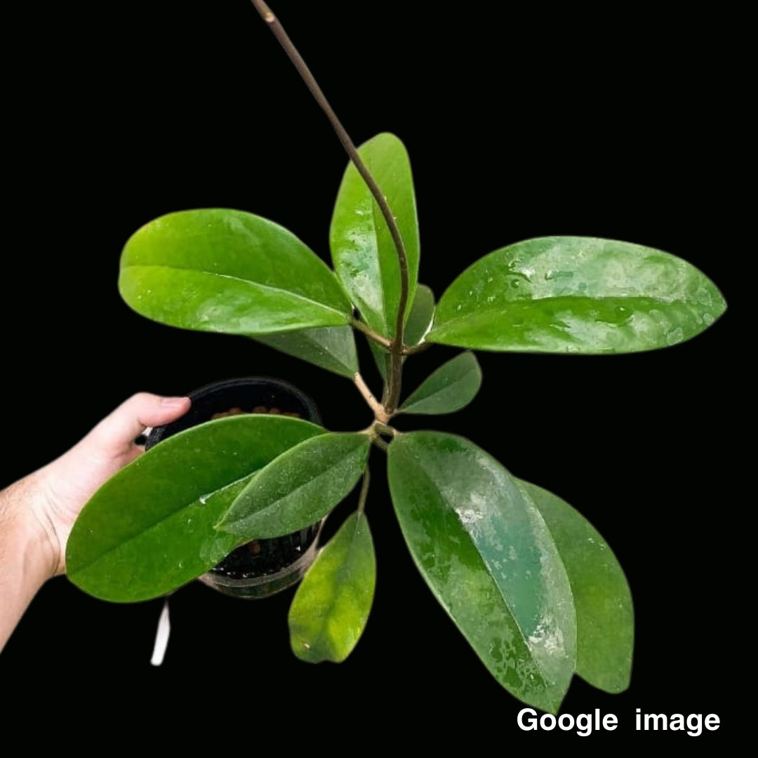 Hoya Monetteae (Large) PRE-ORDER-JULY2392