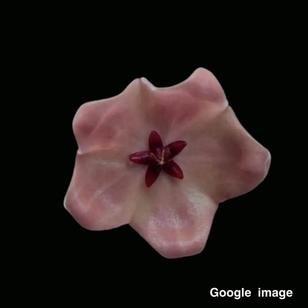 Hoya Monetteae (Large) PRE-ORDER-JULY2392