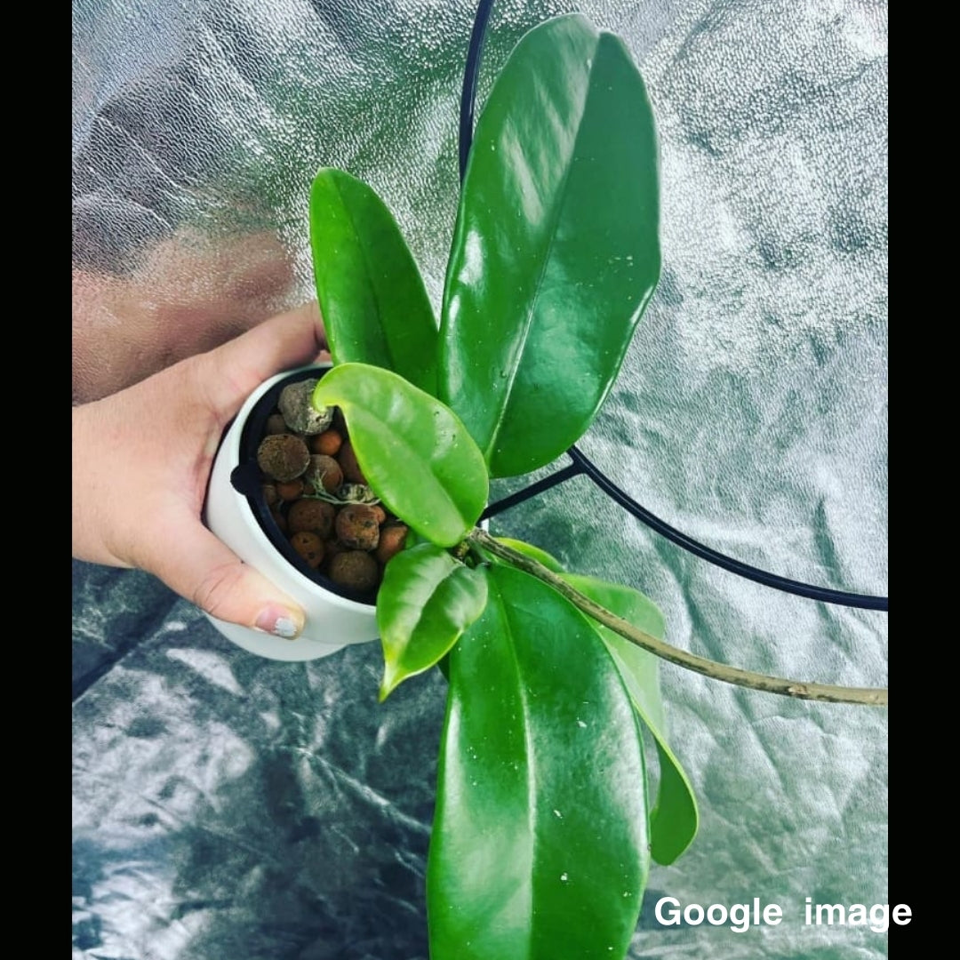 Hoya Monetteae (Large) PRE-ORDER-JULY2392