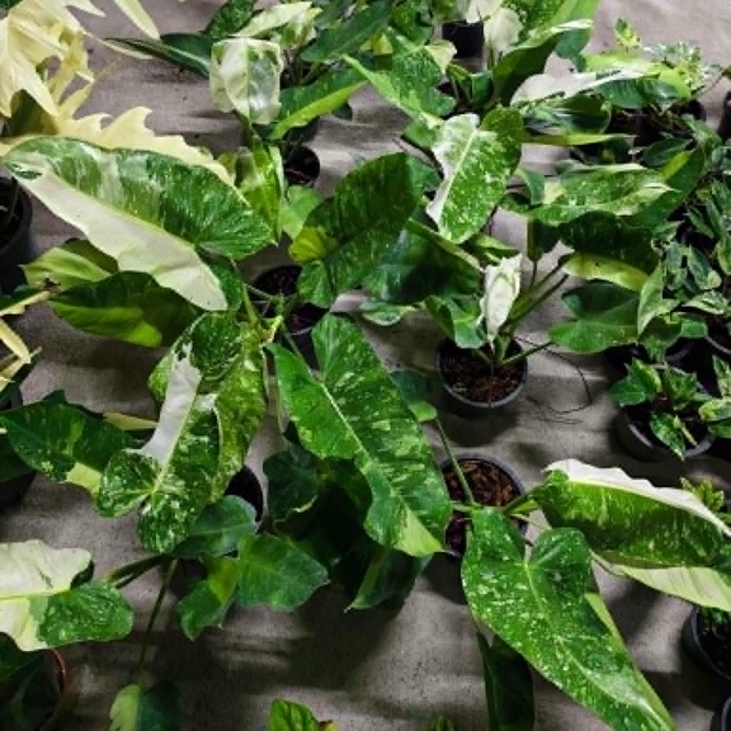 Philodendron Jose Buono - Pre Order