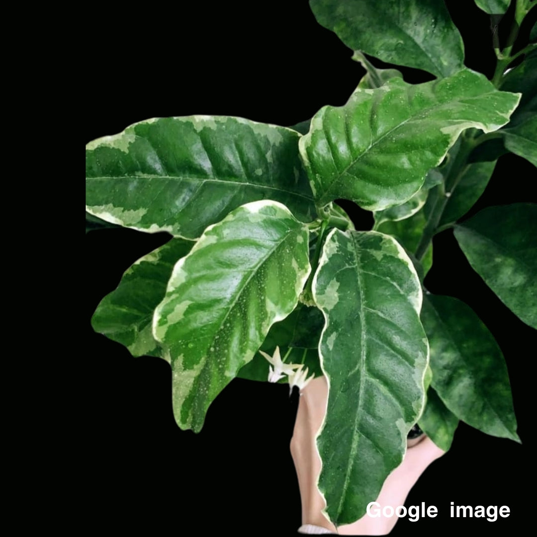 Hoya Multiflora Albomarginata (Medium) PRE-ORDER-JULY393