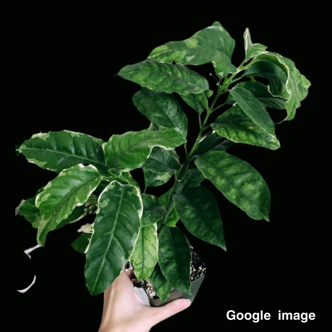 Hoya Multiflora Albomarginata (Medium) PRE-ORDER-JULY393
