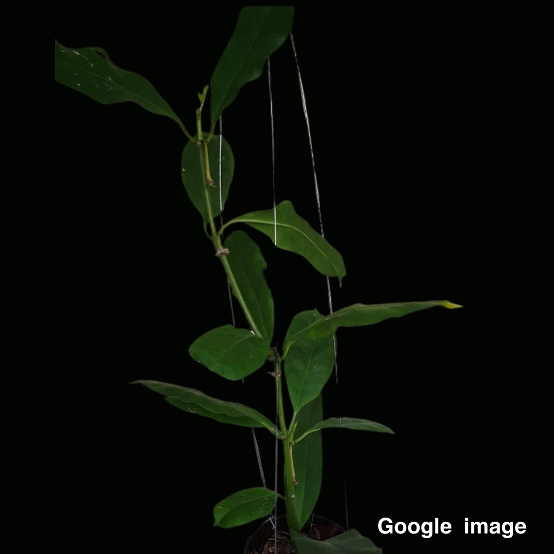 Hoya Multiflora White Flower (Large) PRE-ORDER-JULY397