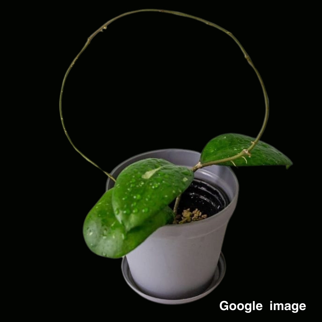 Hoya Nelinae (Large) PRE-ORDER-JULY403