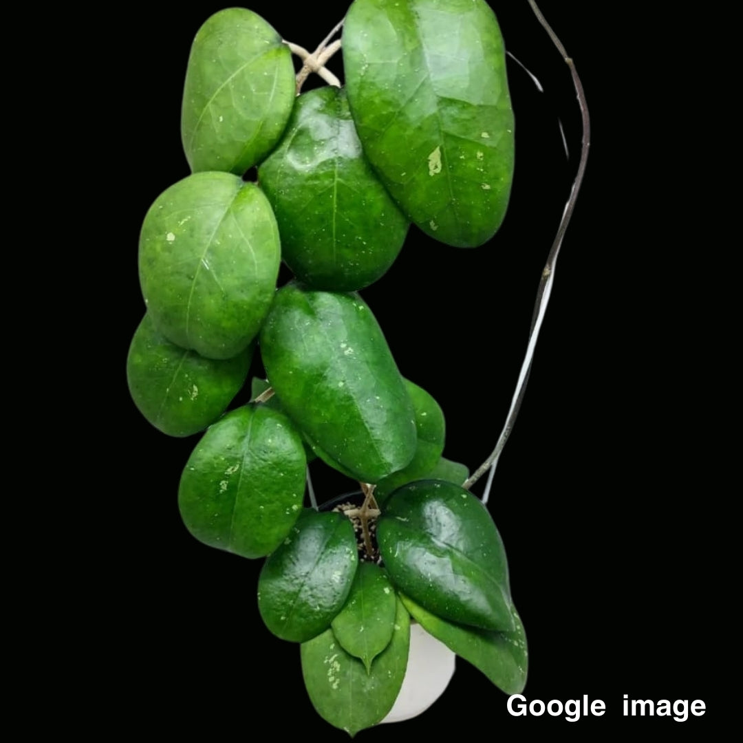 Hoya Nelinae (Large) PRE-ORDER-JULY403