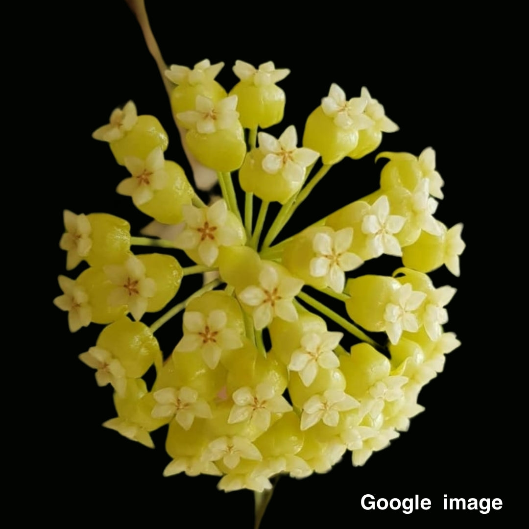 Hoya Nelinae (Large) PRE-ORDER-JULY403