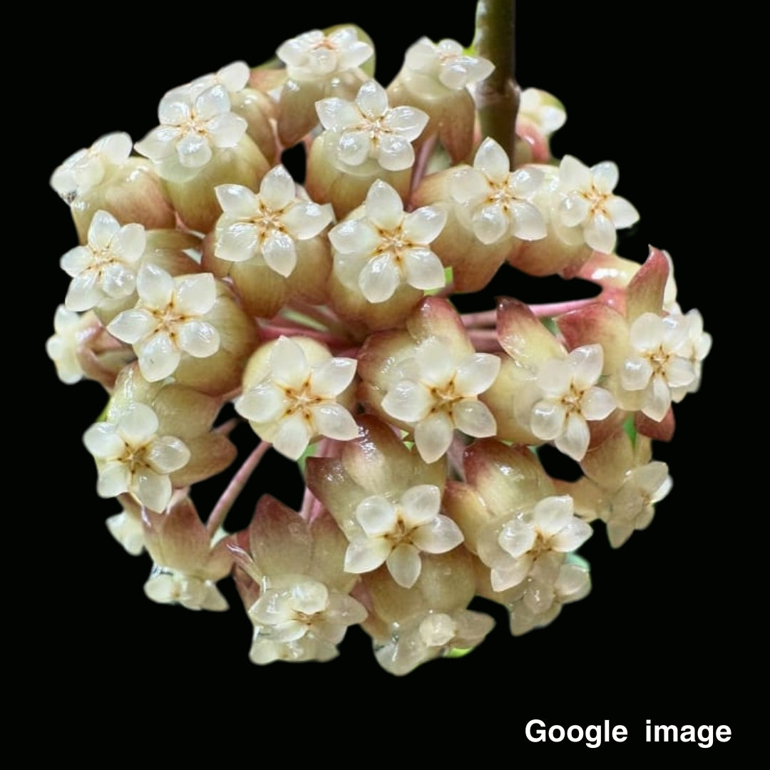 Hoya Alyona (Large) PRE-ORDER-JULY045