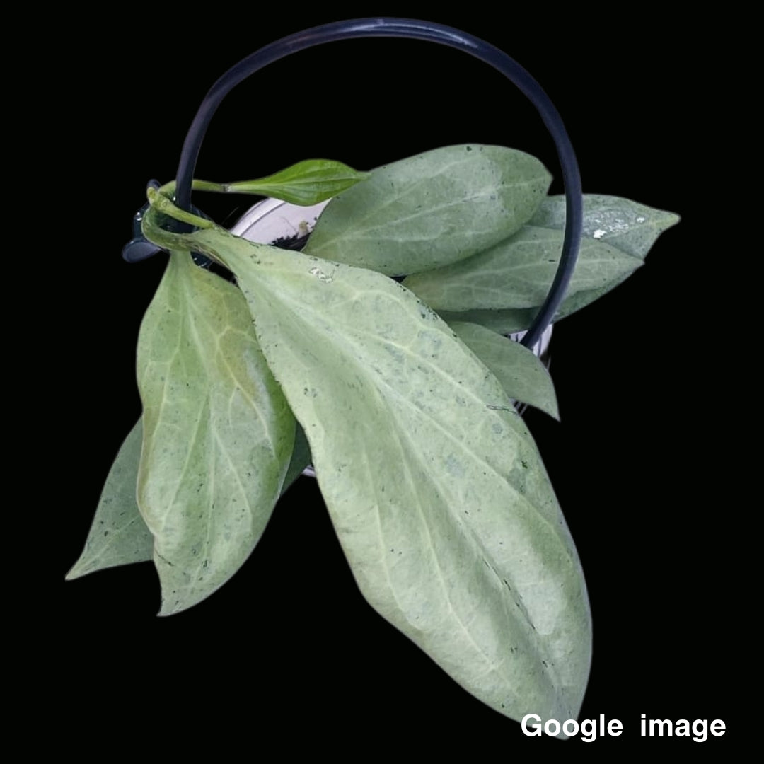 Hoya Nicholsoniae New Guinea Ghost Large (PRE-ORDER)-JULY291