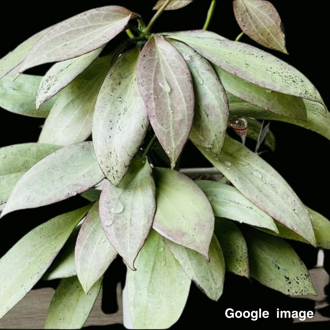 Hoya Nicholsoniae New Guinea Ghost (Large) PRE-ORDER-JULY406