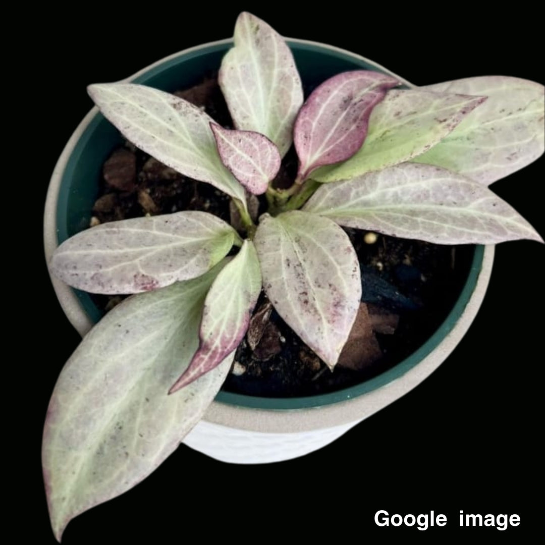 Hoya Nicholsoniae New Guinea Ghost Large (PRE-ORDER)-JULY291