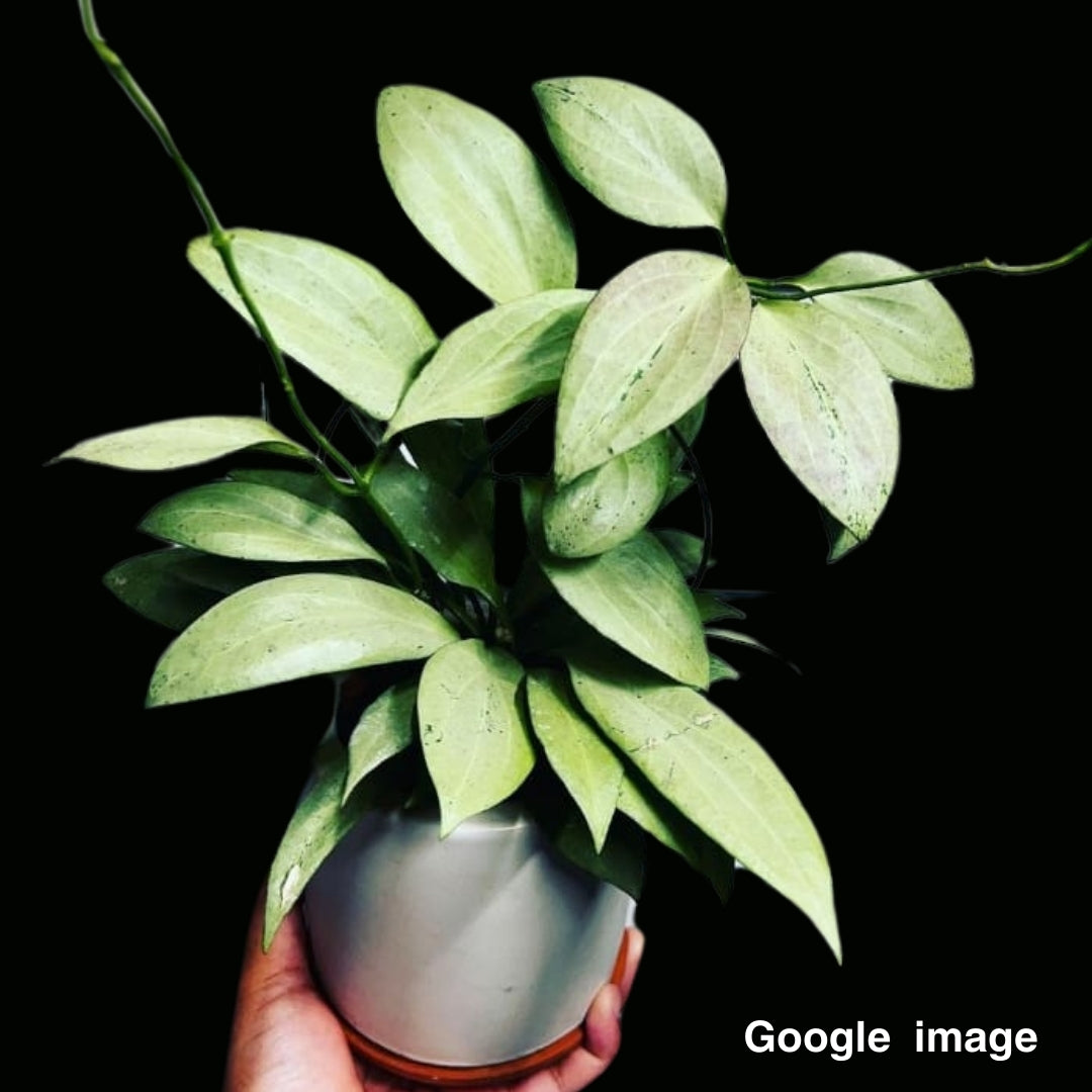 Hoya Nicholsoniae New Guinea Ghost Large (PRE-ORDER)-JULY291