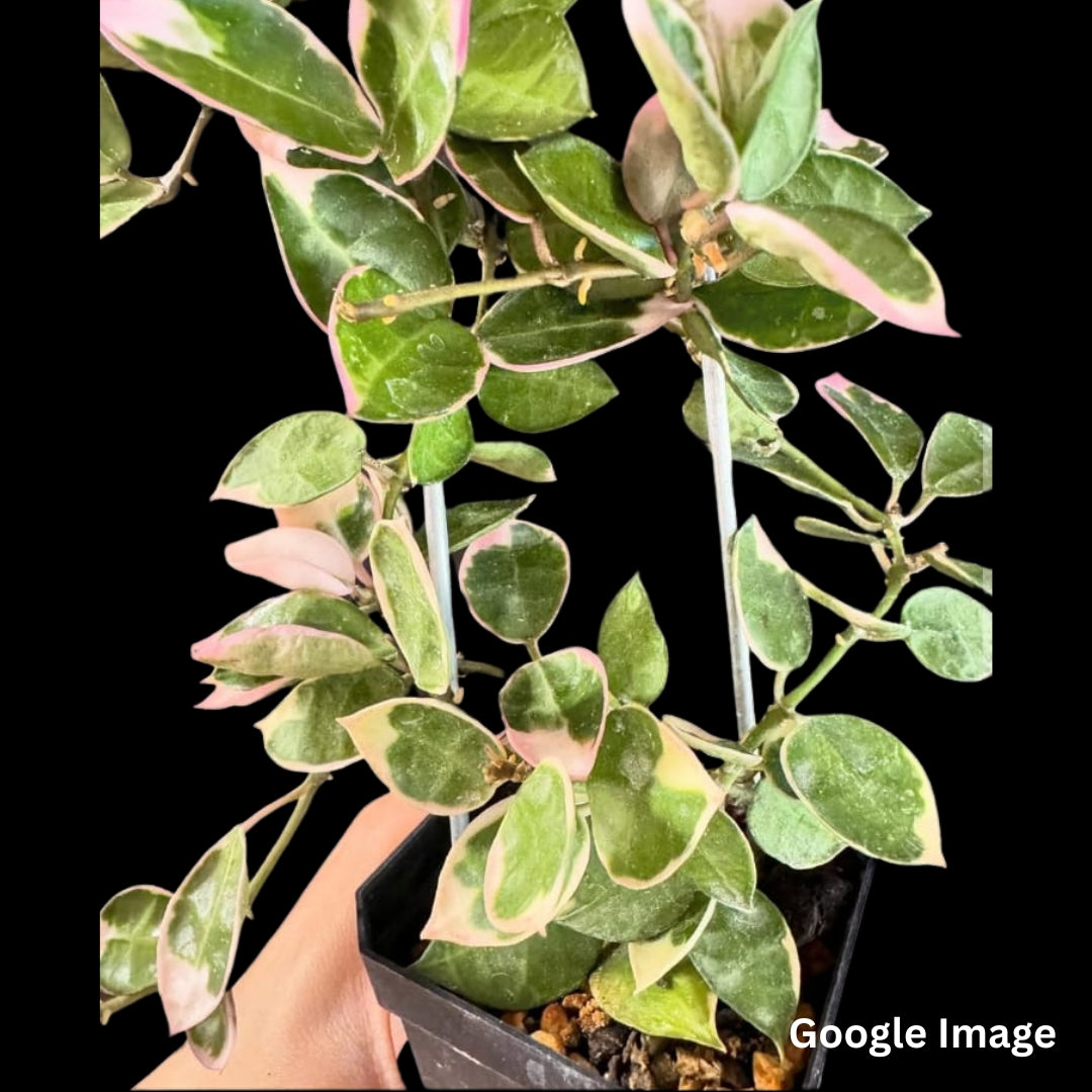 Hoya Lacunosa Asami Variegated (Medium) PRE-ORDER-JULY297