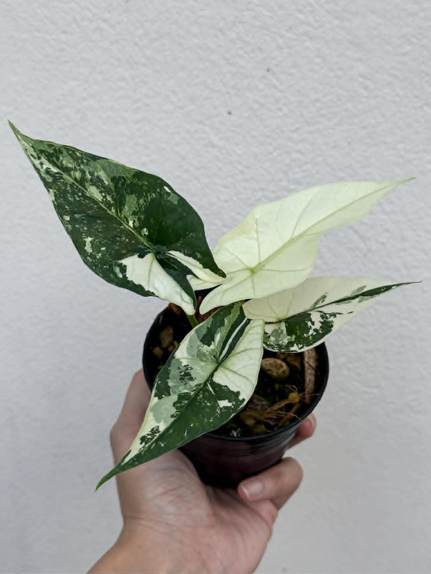 Alocasia Simpo Albo - Pre Order