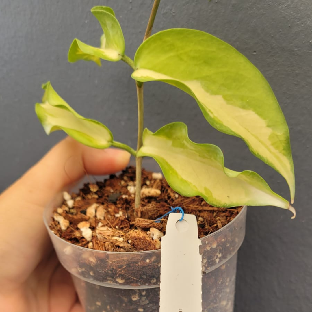 Hoya Kenejiana Variegated (Large) PRE-ORDER-JULY279